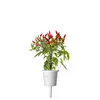 Pildspalva Click & Grow PIRI PIRI CHILI Photo 5