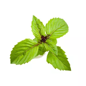 Click & Grow SGR71X3 stādu diedzēšanas komplekts un papildinājums 3 pcs Baziliks Uzpildāms