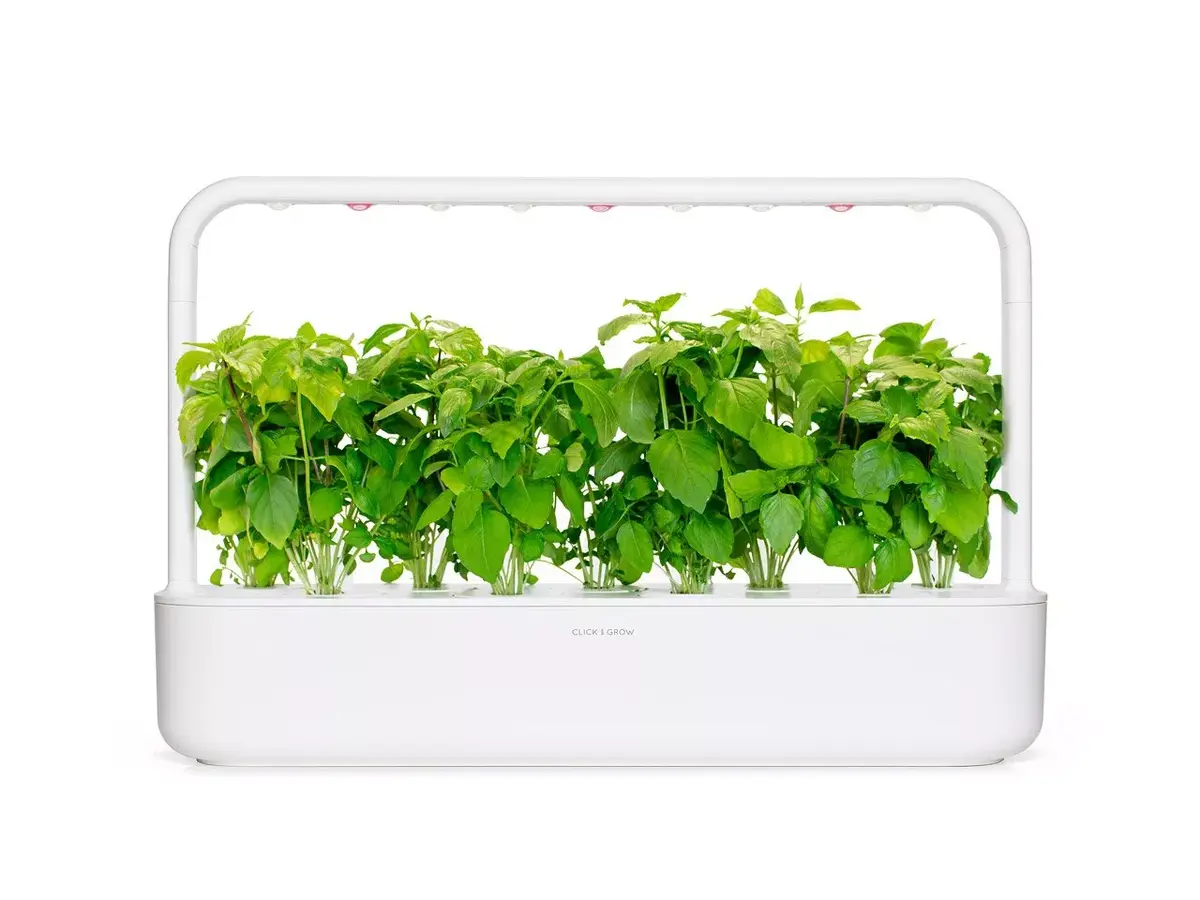 Aizpildījums Click & Grow CINNAMON BASIL Photo 2