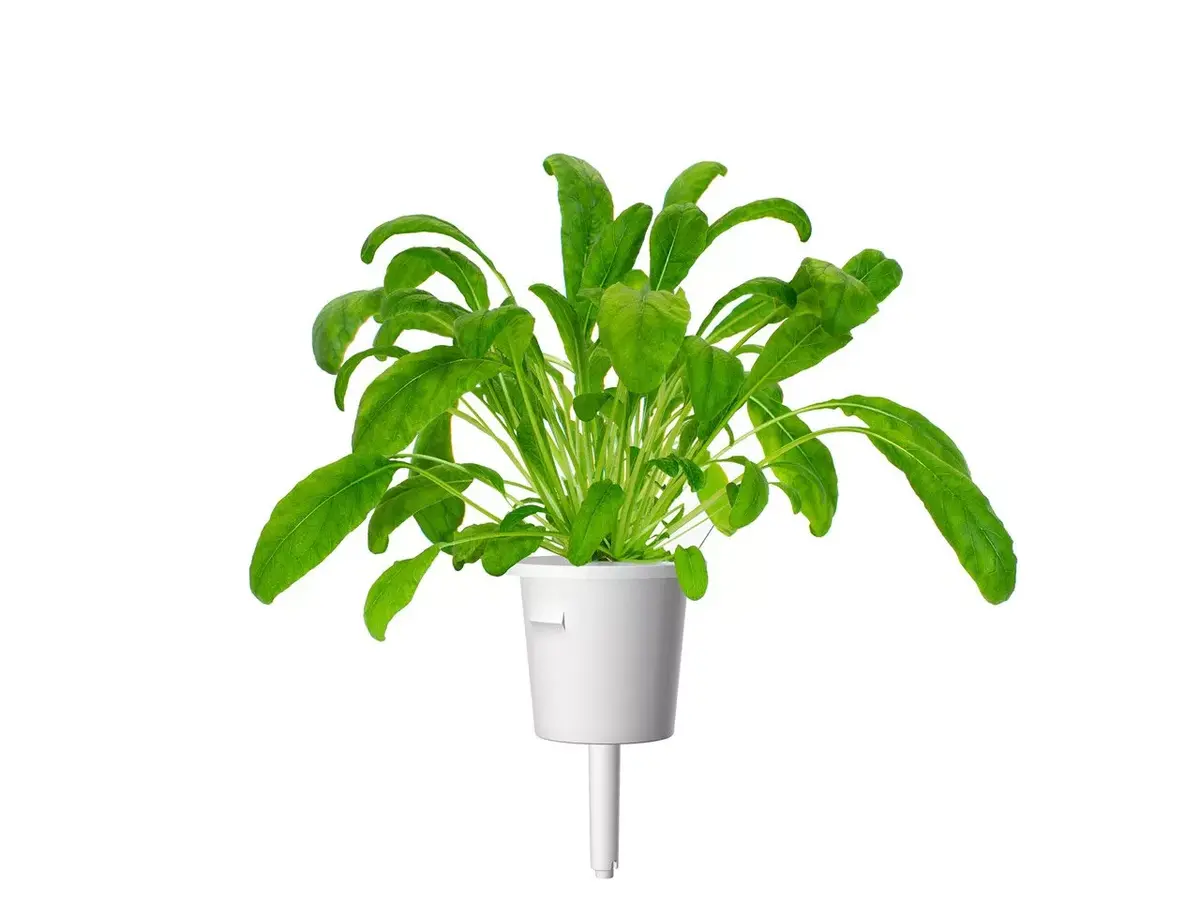 Refill Click & Grow MIBUNA PLANT PODS Photo 2