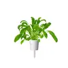 Refill Click & Grow MIBUNA PLANT PODS Photo 2