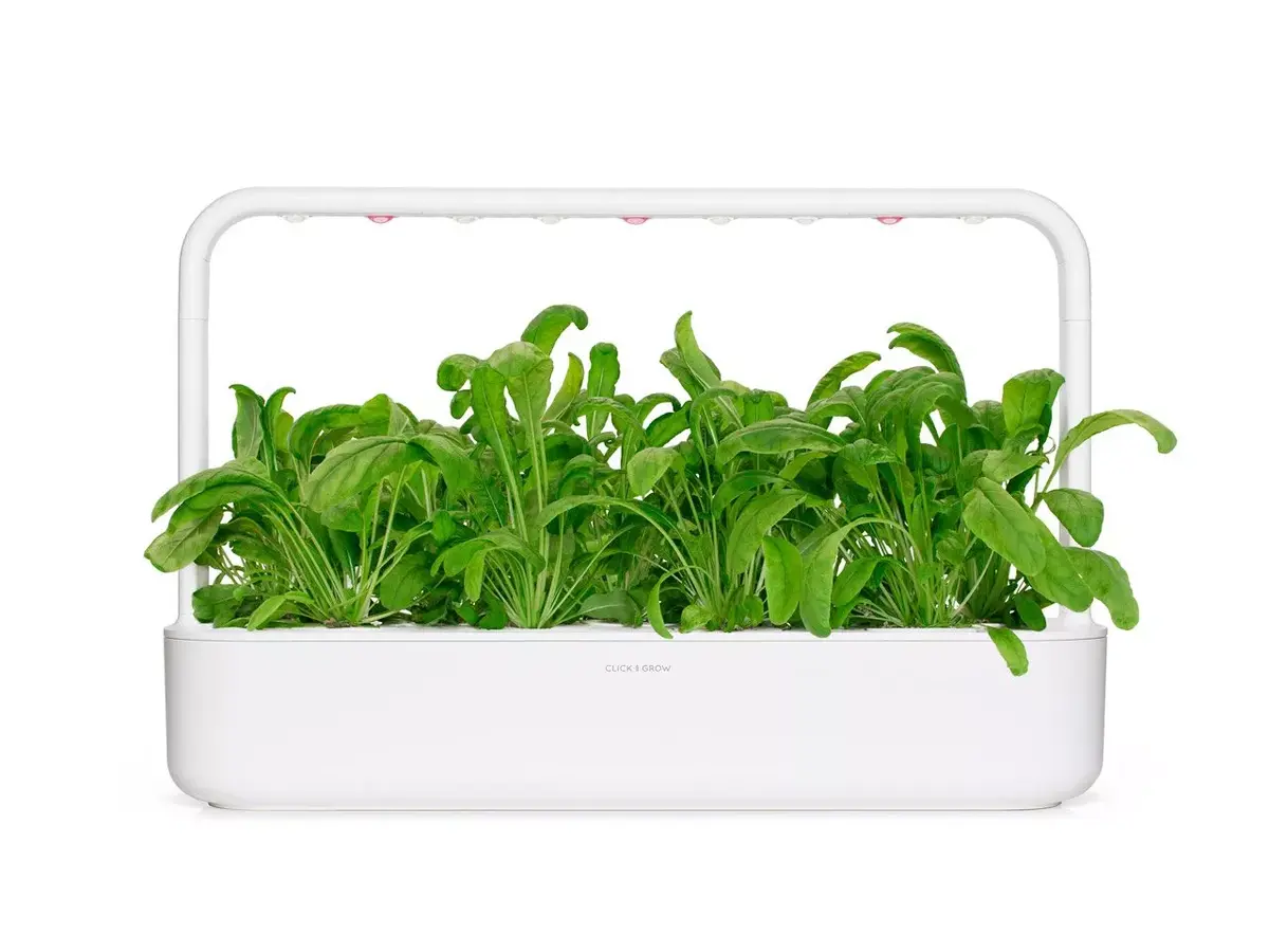 Refill Click & Grow MIBUNA PLANT PODS Photo 3