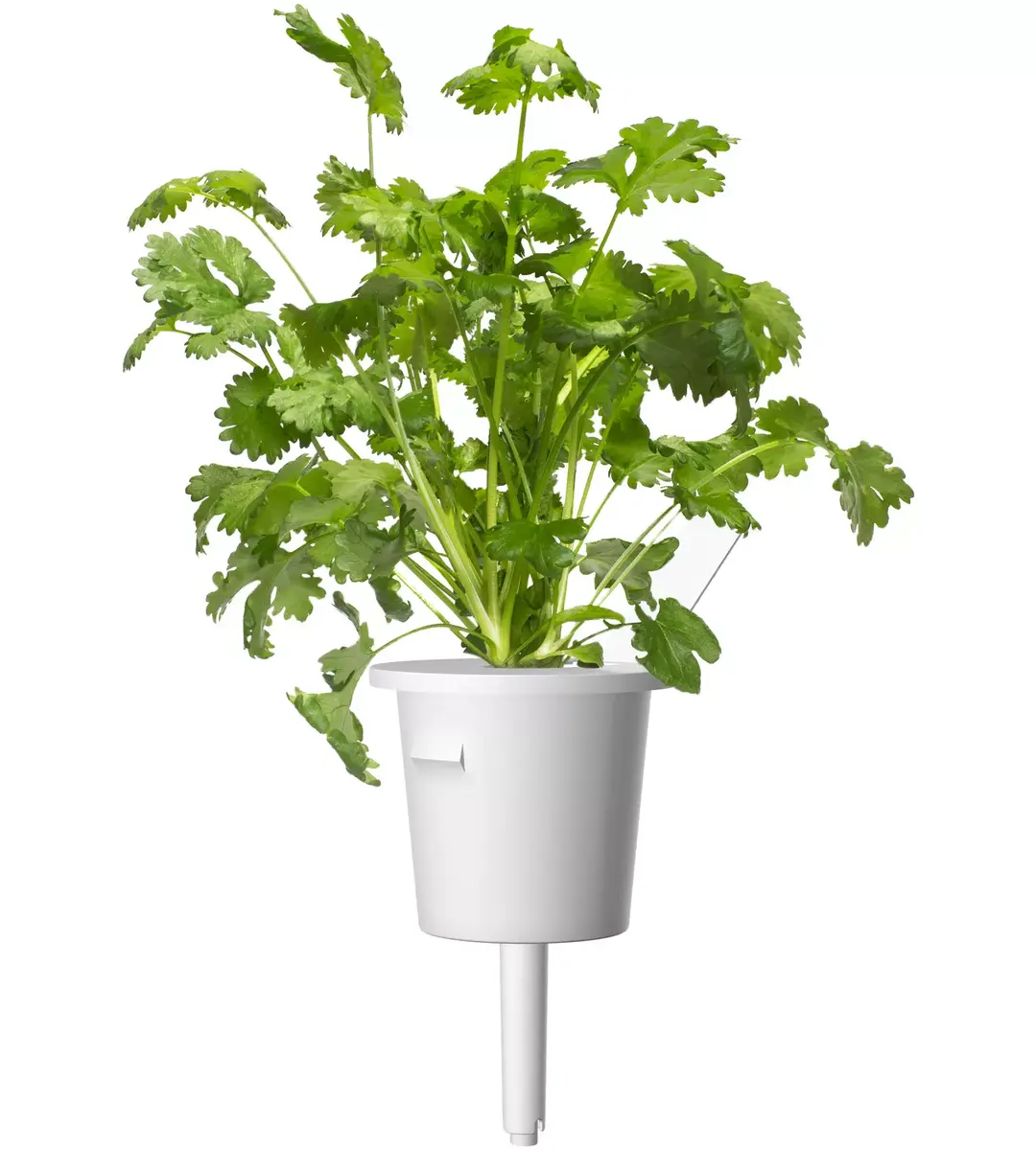 Click and Grow Plant Pod PPMSSX9 — 9 pcs Steak Mix Photo 4