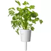 Click and Grow Plant Pod PPMSSX9 — 9 pcs Steak Mix Photo 4