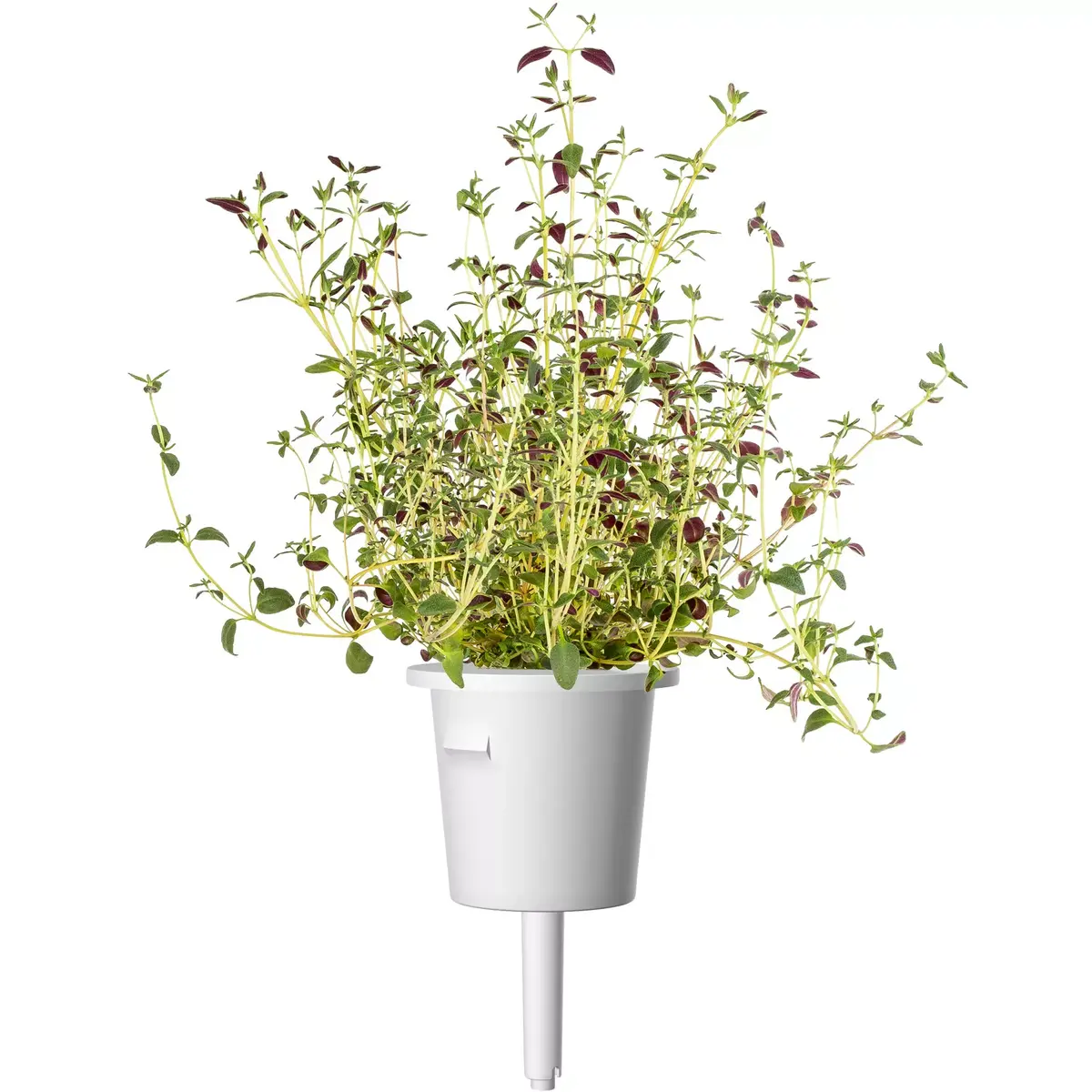 Click and Grow Plant Pod PPMSSX9 — 9 pcs Steak Mix Photo 5