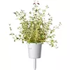 Click and Grow Plant Pod PPMSSX9 — 9 pcs Steak Mix Photo 5