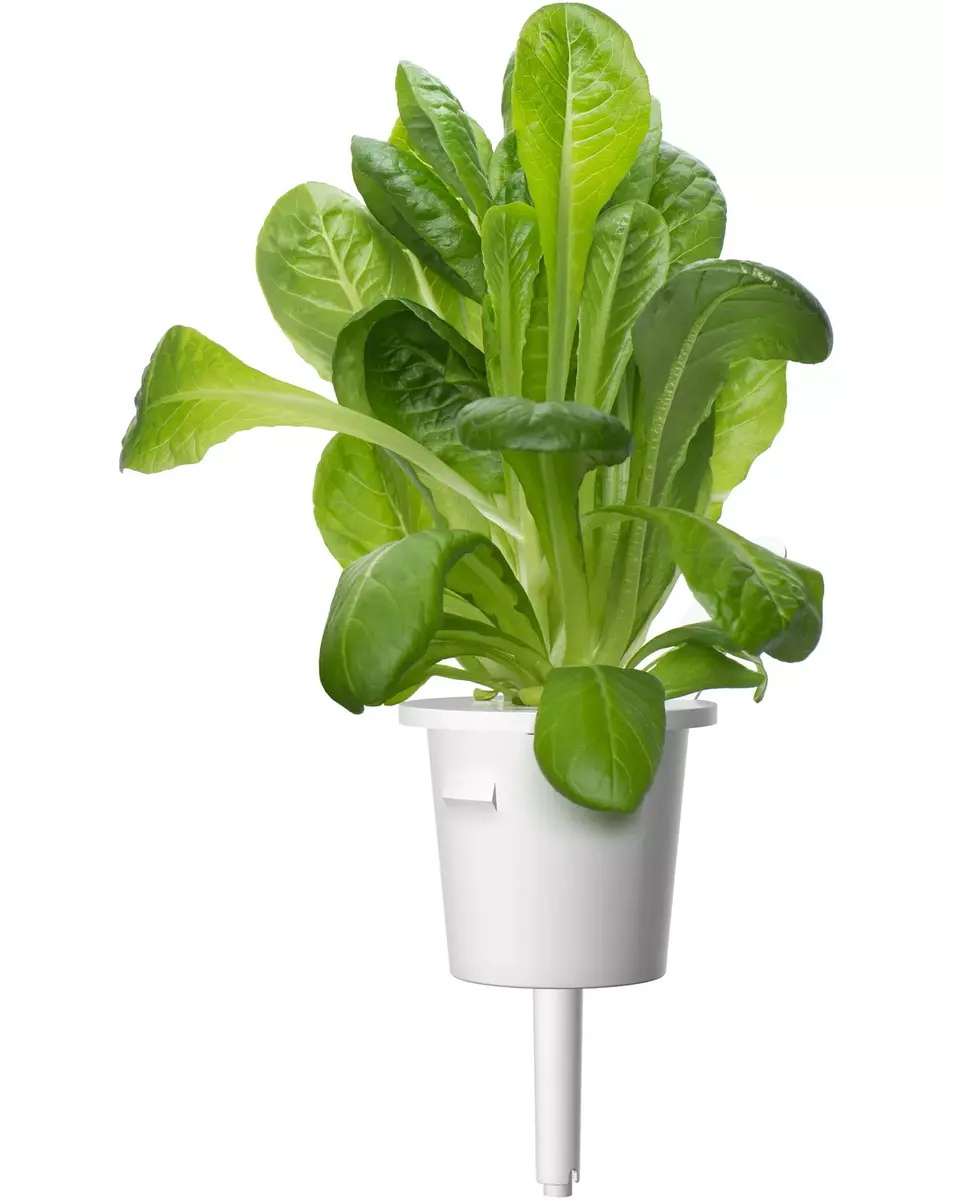 Plant Pod Click & Grow PPMSAX9 9 pcs Salad Mix Photo 3