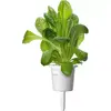 Plant Pod Click & Grow PPMSAX9 9 pcs Salad Mix Photo 3