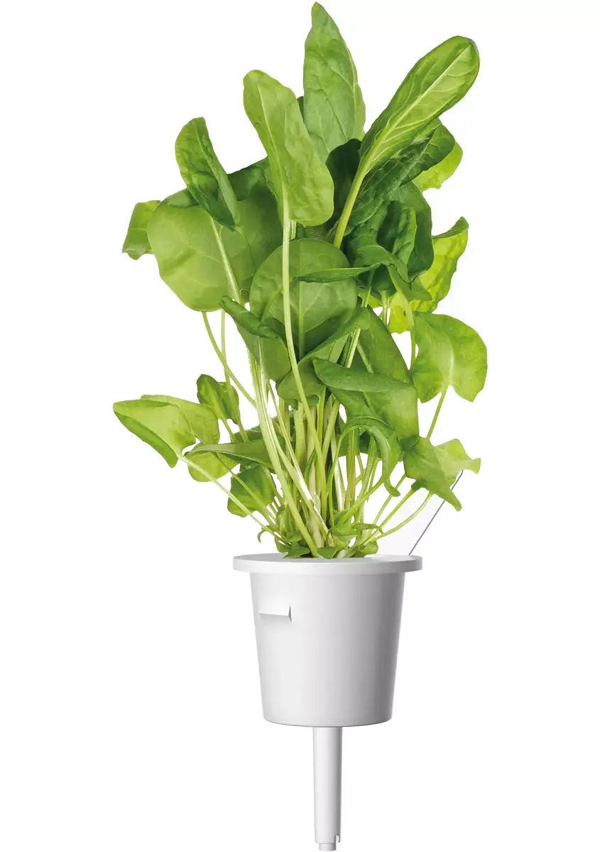 Plant Pod Click & Grow PPMSAX9 9 pcs Salad Mix Photo 4