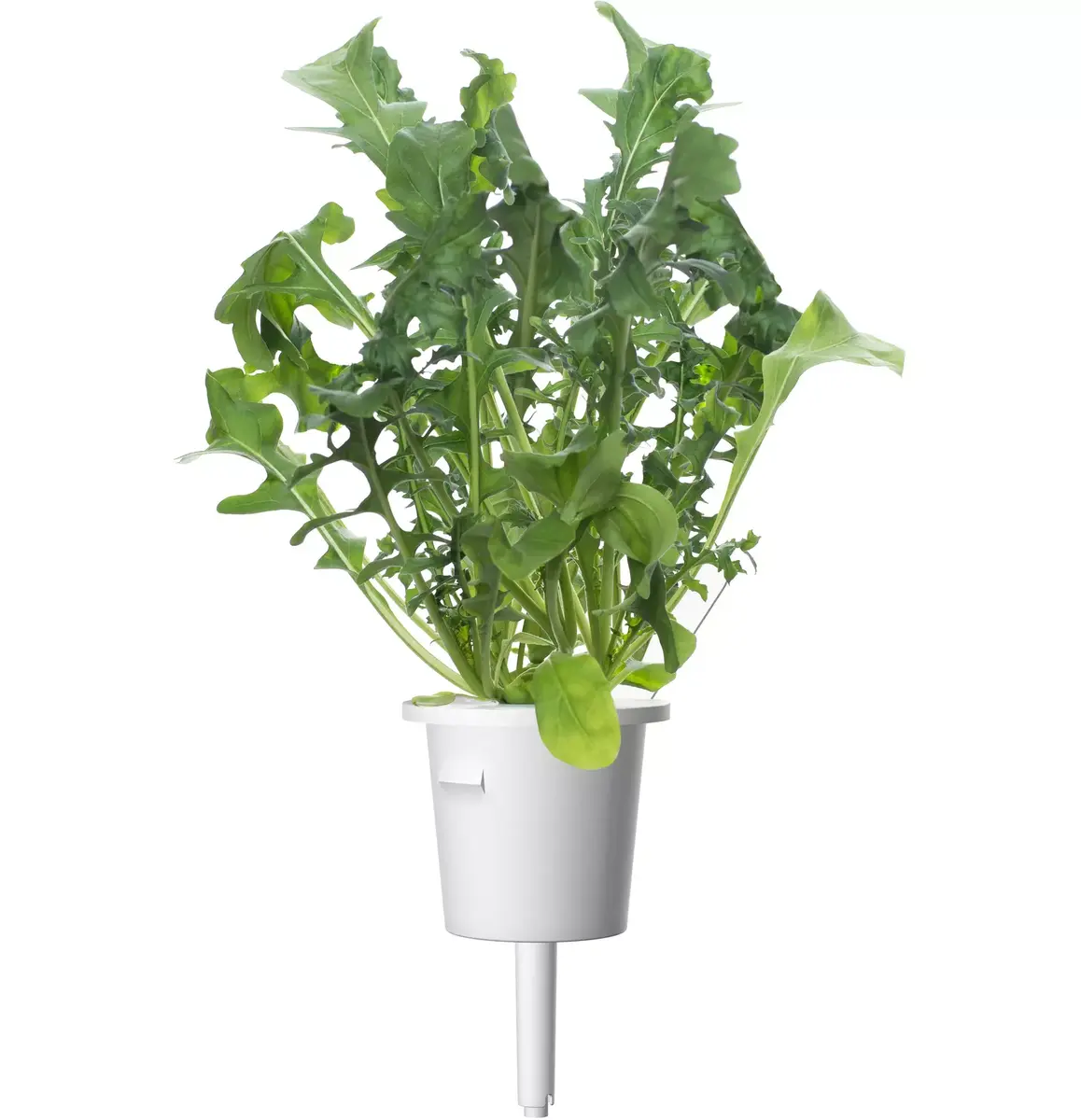 Plant Pod Click & Grow PPMSAX9 9 pcs Salad Mix Photo 5