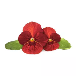 Click & Grow SGR70x3 3 шт Red pansy Стартовый комплект