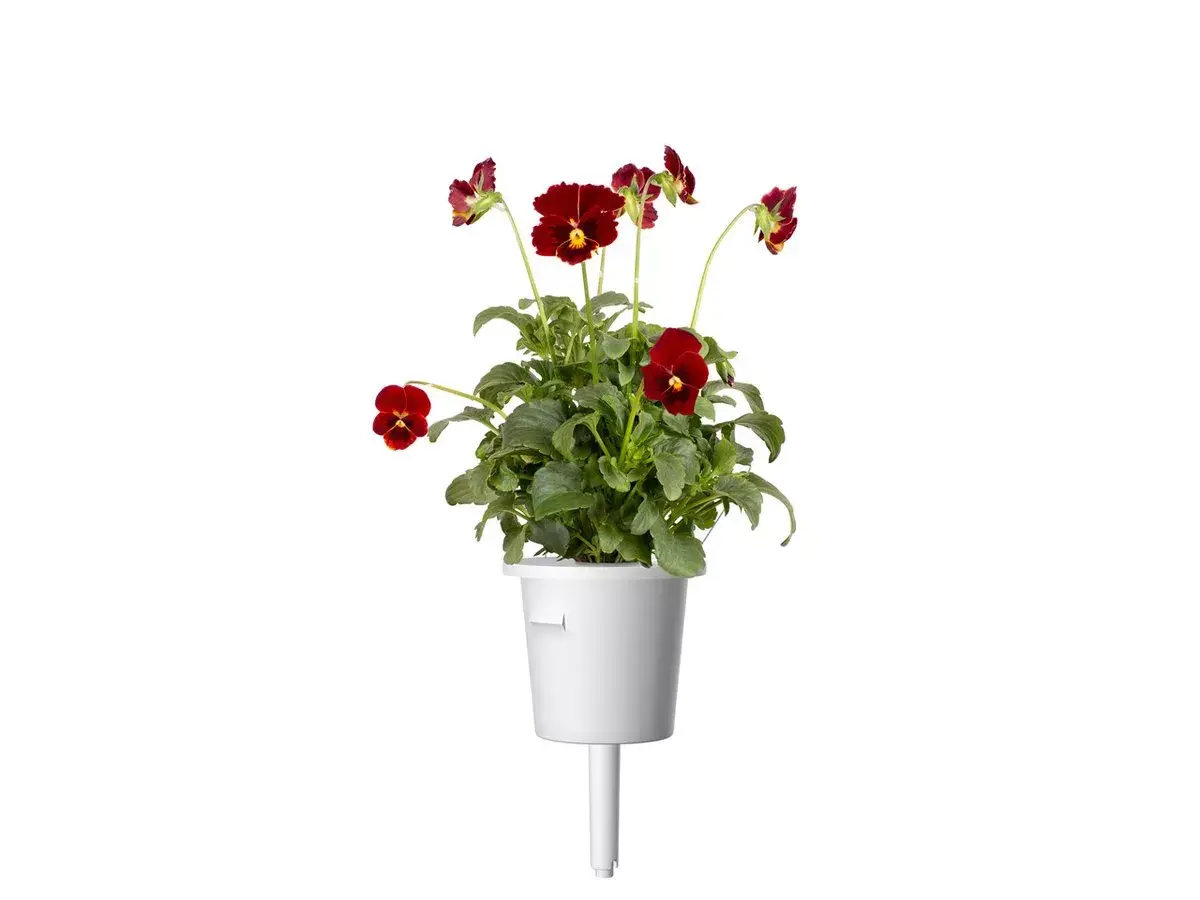 Starter kit Click & Grow Red Pansy Plant Pods Photo 3