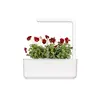 Starter kit Click & Grow Red Pansy Plant Pods Photo 4