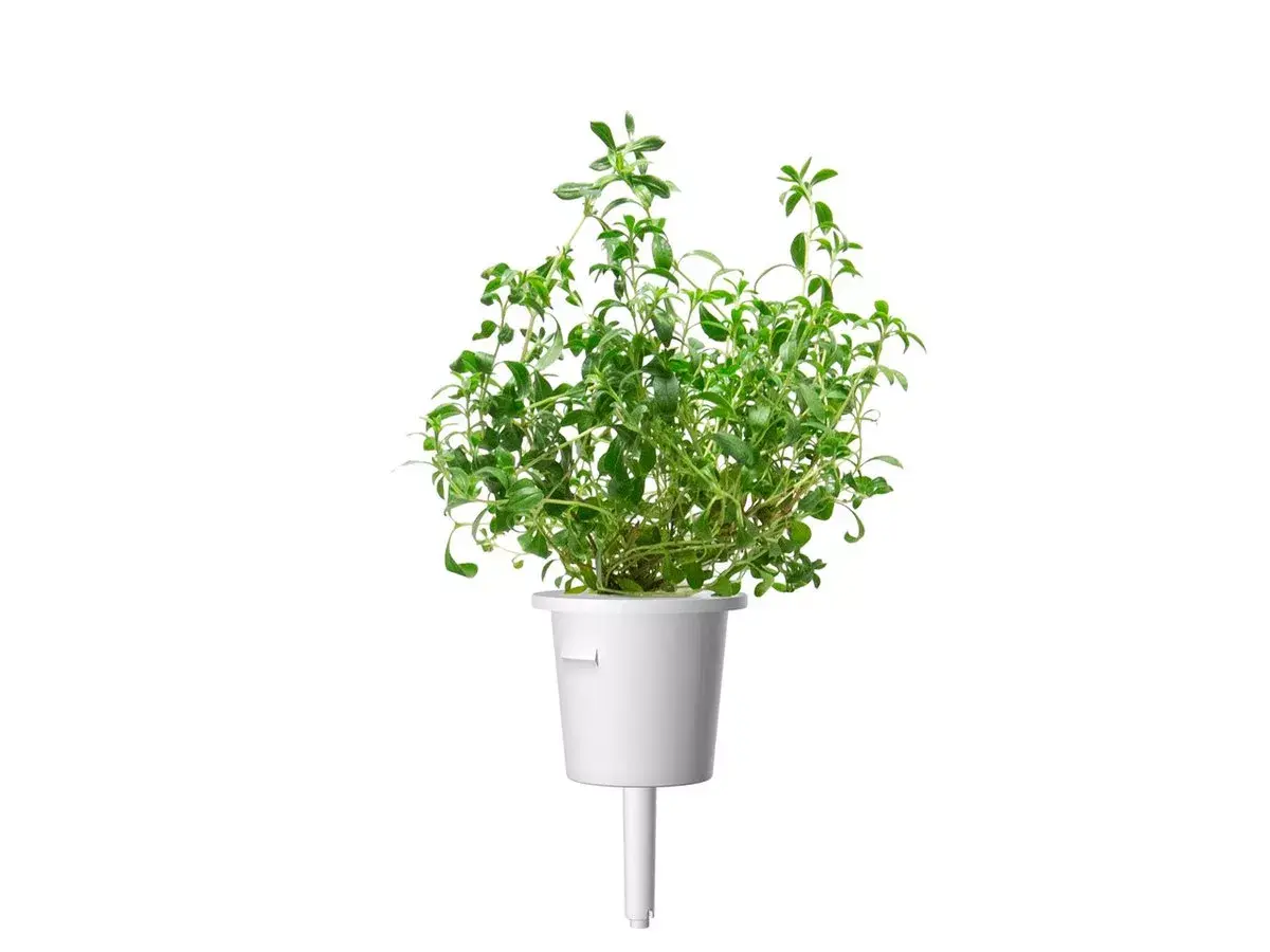 Starter kit Click & Grow Mountain Savory Plant Pods Photo 2