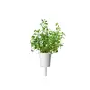Starter kit Click & Grow Mountain Savory Plant Pods Photo 2