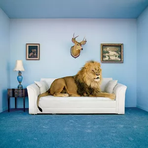 Пазл Clementoni The Master of the House — 250 деталей, художественная тема, ширина 310 мм