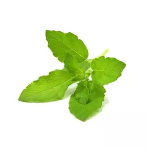 Refill Click & Grow SGR66x3 3 pc(s) Basil