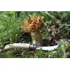 Kabatas nazis Opinel 3123840012525 Photo 3