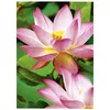 Avery Zweckform A4 augsti spīdīgs inkjet 300 g/m² Photo 3