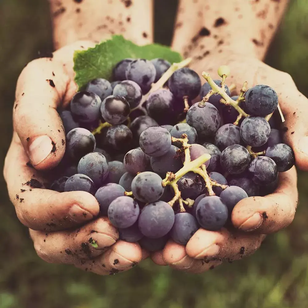Decanter Stopper Gastroback Aroma 47102 Photo 7