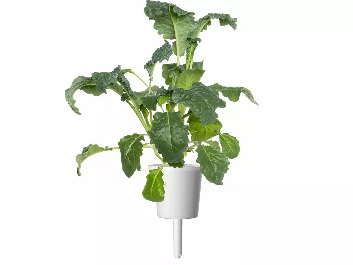 Click and Grow SGR86X3 refill — Italian Kale, 3 pcs Photo 2
