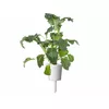 Click and Grow SGR86X3 refill — Italian Kale, 3 pcs Photo 2