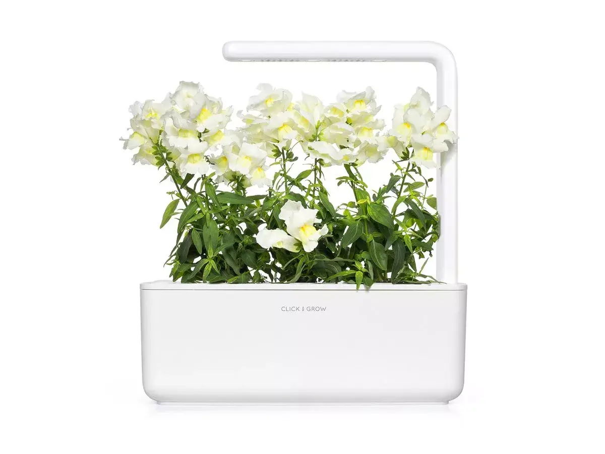 Sākuma komplekts Click & Grow White Snapdragon SGR78X3 Photo 3