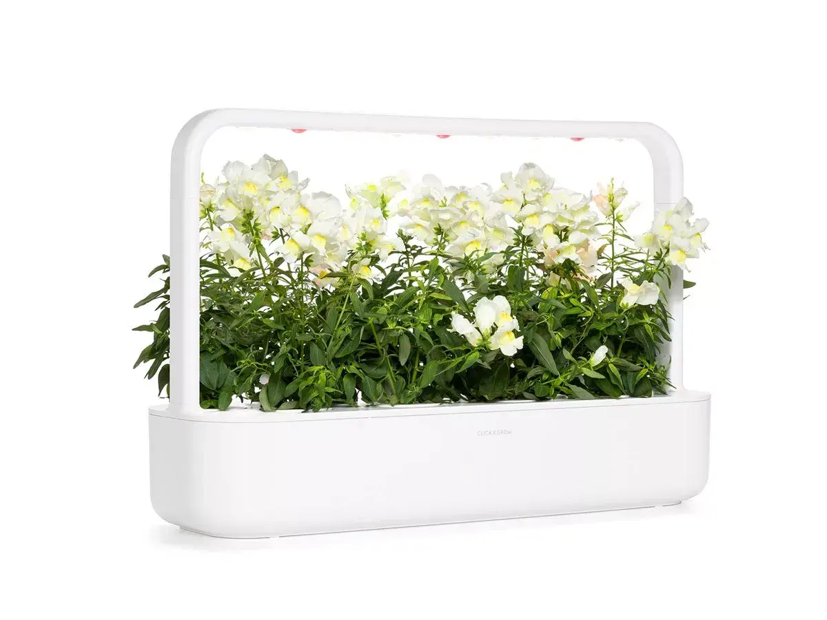 Sākuma komplekts Click & Grow White Snapdragon SGR78X3 Photo 4