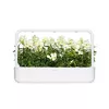 Sākuma komplekts Click & Grow White Snapdragon SGR78X3 Photo 5