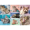 Пазл TREFL Cats World 100 деталей 16420 Photo 2