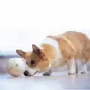 Doggy Village Prize Orb MT7102 игрушка для собак Photo 11