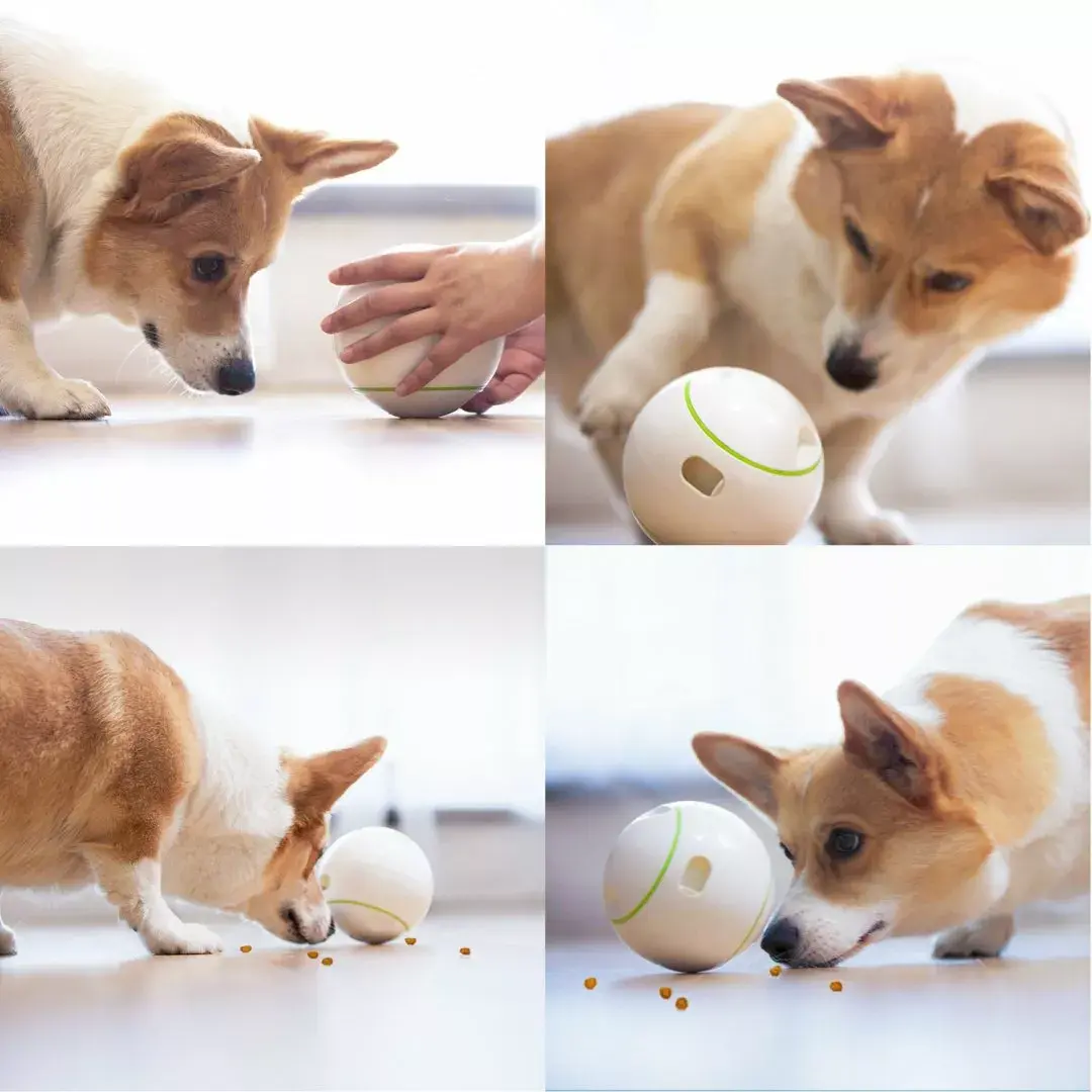 Doggy Village Prize Orb MT7102 игрушка для собак Photo 12