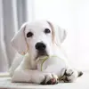 Doggy Village Prize Orb MT7102 игрушка для собак Photo 13