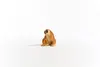 schleich WILD LIFE Slow Loris 14852 Photo 3