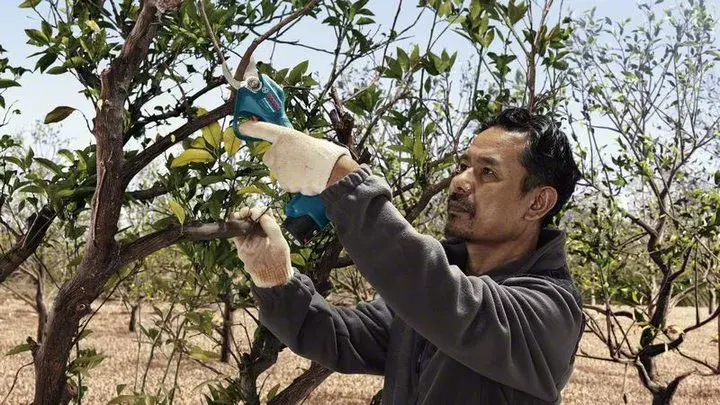 Bosch Pro Pruner Professional bezvadu zāles šķēres Photo 5