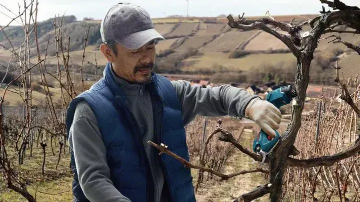 Bosch Pro Pruner Professional bezvadu zāles šķēres Photo 8