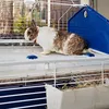 Клетка FERPLAST Barn 80 Rabbit Photo 3