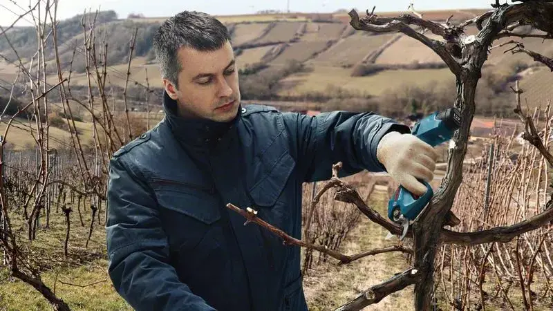 Bezvadu zāles šķēres Bosch Pro Pruner 06019K1021 Photo 12