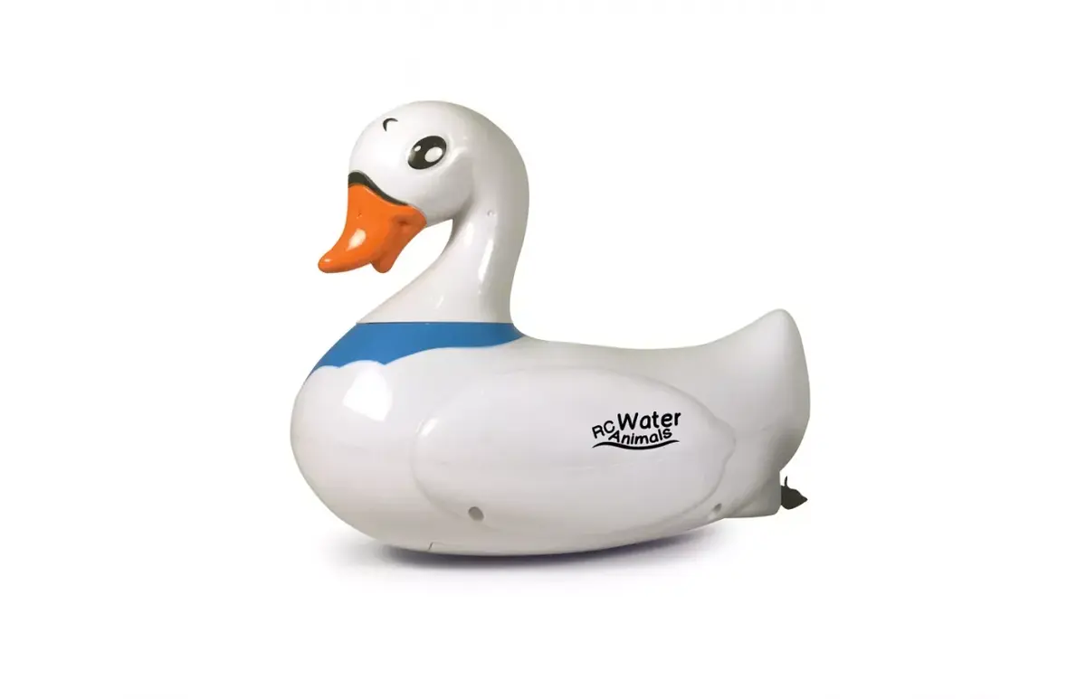 Animal Jamara Water Animals Swan Photo 4