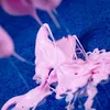 Liscianigiochi Crazy Science Slime in the dark komplekts Photo 6