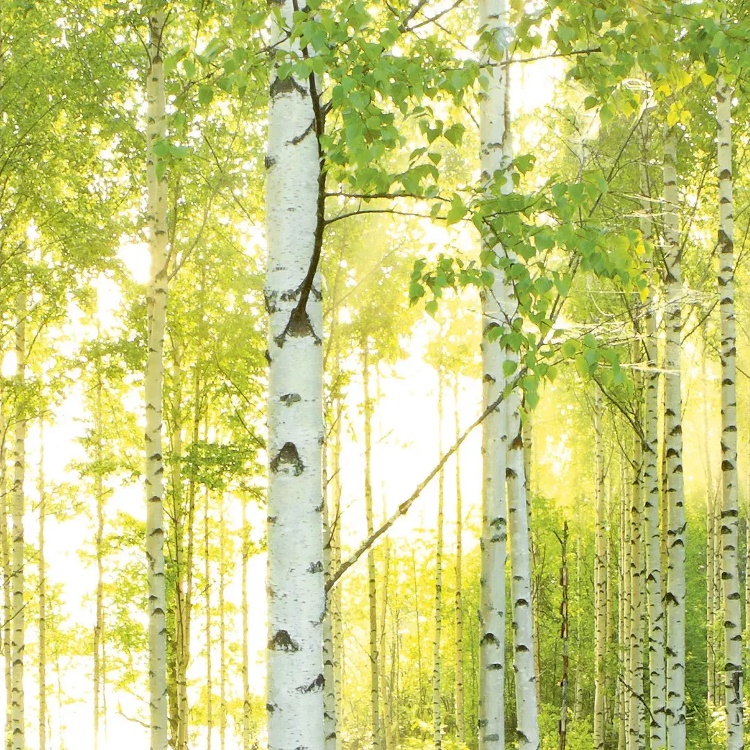 KOMAR Trenddeko KO8-519 бумажные фотообои Photo 2