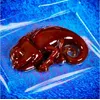 Liscianigiochi Science Kit Crazy Science Slime Chameleon Photo 9
