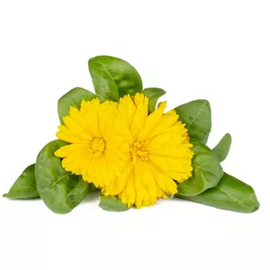 Smart Refill Click & Grow SGR88X3 3 pcs Marigold plant capsules