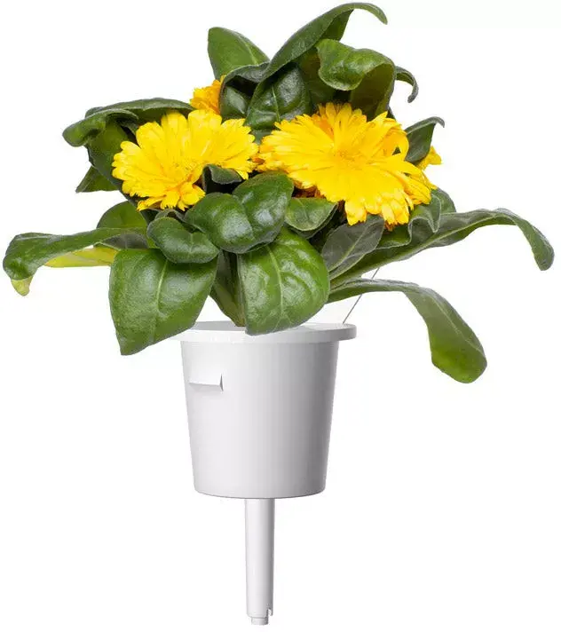 Click & Grow SGR88X3 Календула 3 шт. Photo 2