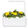 Click & Grow SGR88X3 Календула 3 шт. Photo 3