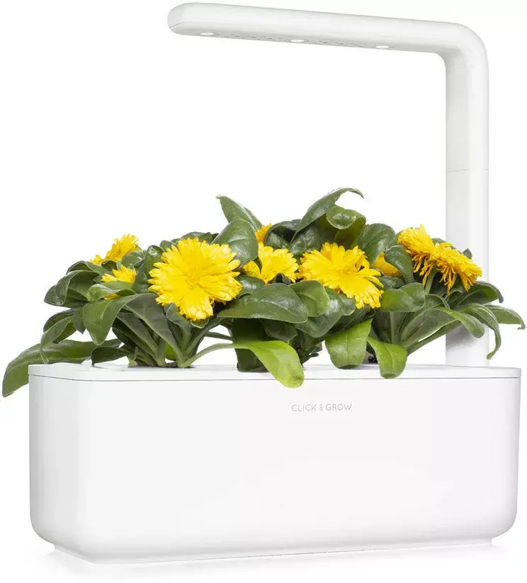 Click & Grow SGR88X3 Календула 3 шт. Photo 4