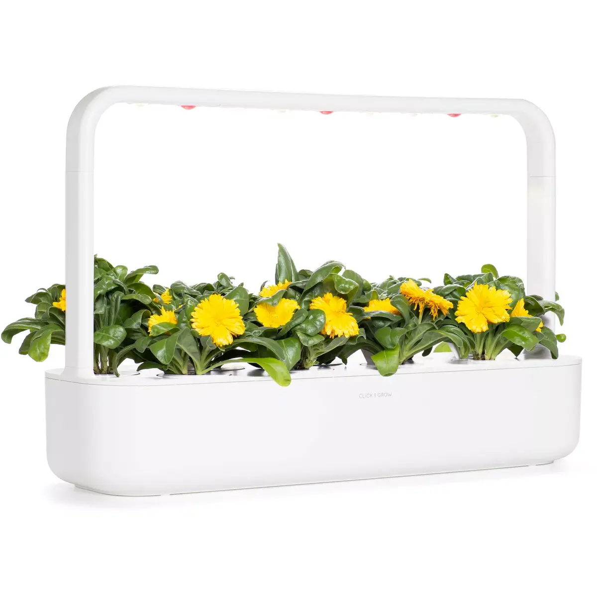 Click & Grow SGR88X3 Календула 3 шт. Photo 5