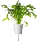 Click and Grow SGR93X3 Mizuna refill 3 pcs Photo 2