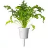 Click and Grow SGR93X3 Mizuna refill 3 pcs Photo 2
