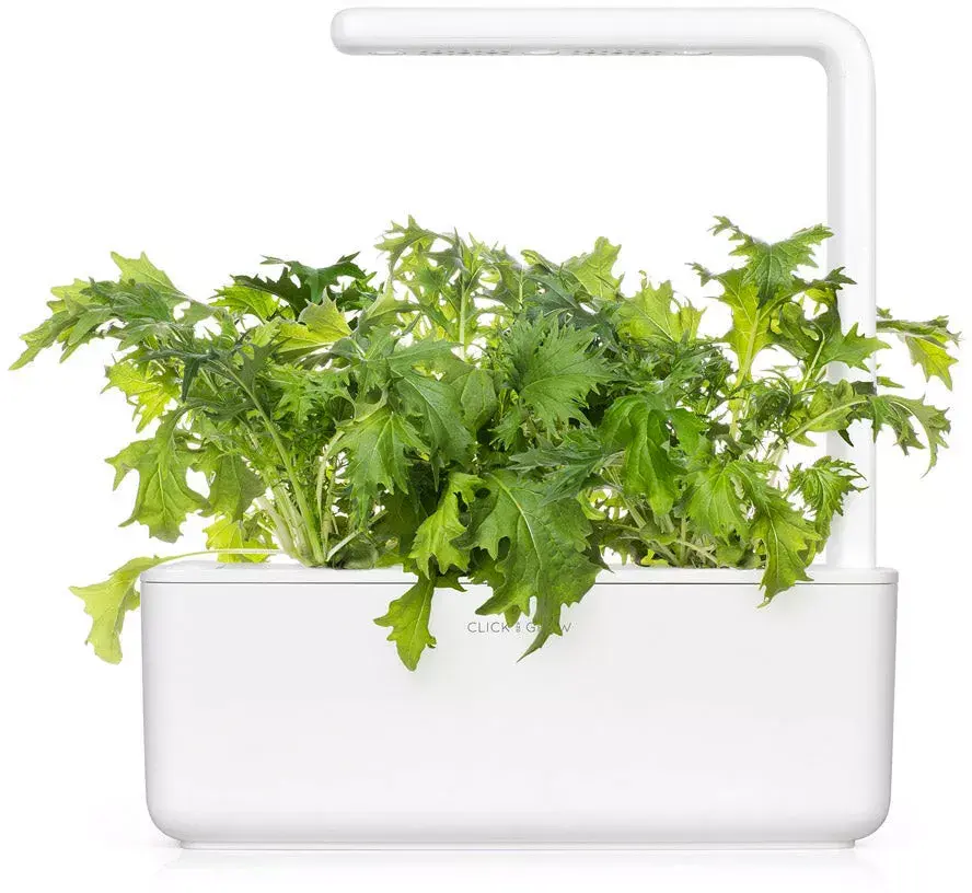 Click and Grow SGR93X3 Mizuna refill 3 pcs Photo 3